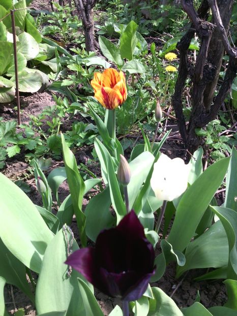  - 01-Flori din curtea mea 2017