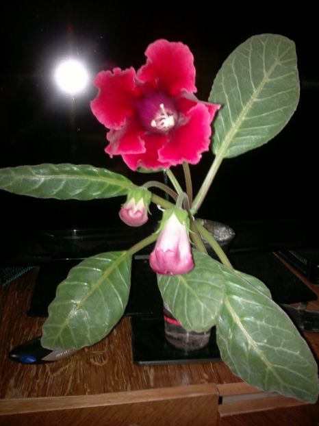 2017 - categoria incepatori 2017