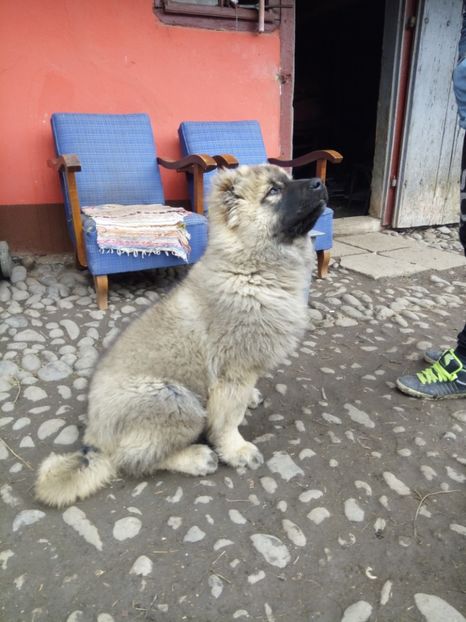  - CIOBANESC CAUCAZIAN - Brutus