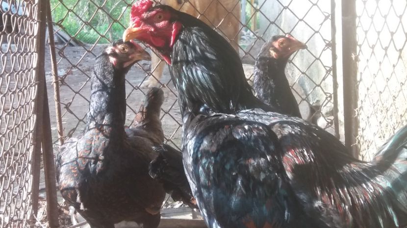  - Combatant indian talie mare 2017