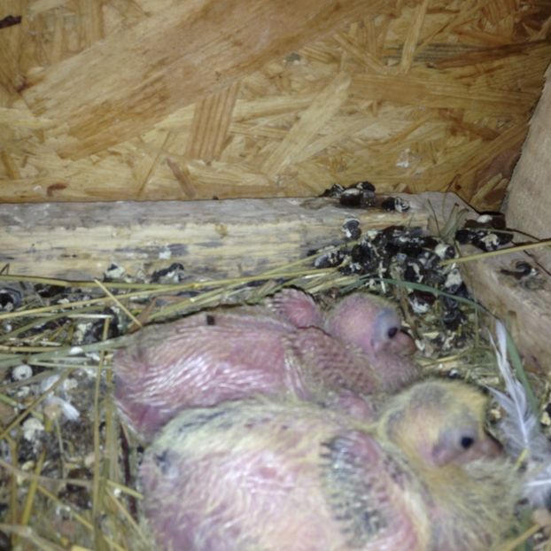 Cap roșu și cap galben - Pui 2017