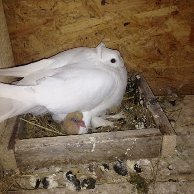 Alți doi pui albi - Pui 2017