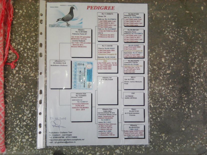 Pedigree M-2016. Orig. Giuliano Rădulescu - 2017