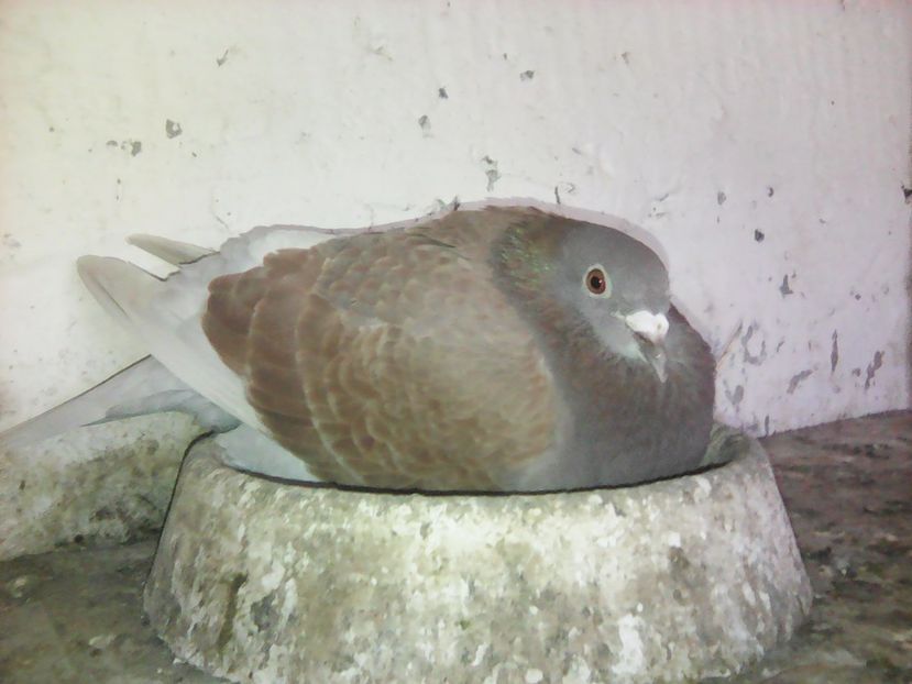 Perechea 1 F-2016 - 2017