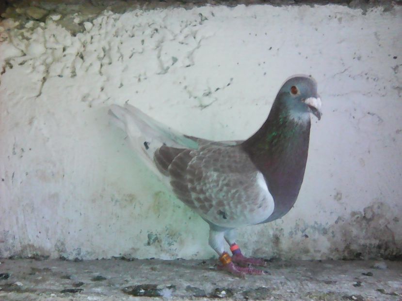 Perechea 2 M- 2014 - 2017