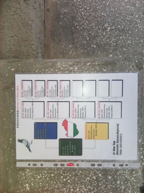 Pedigree F  UNG.-2011 - 2017