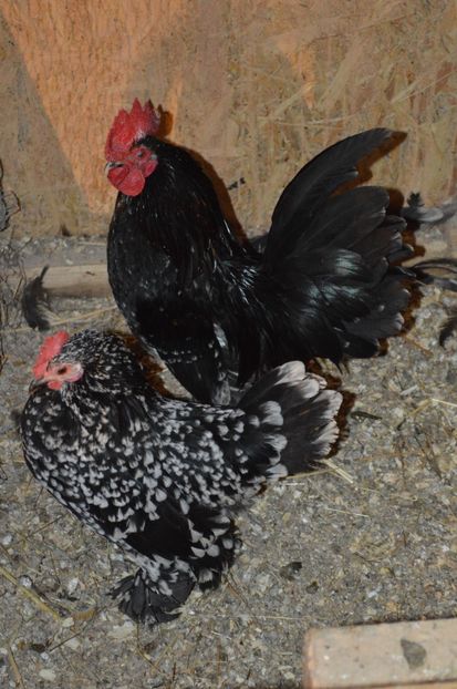 mii de flori negru bobat cu alb - b Mii de flori negru bobat cu alb