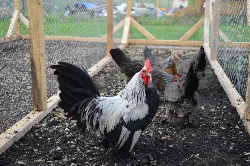 mii de flori - b Mii de flori argintiu