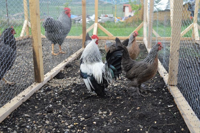 mii de flori argintiu - b Mii de flori argintiu