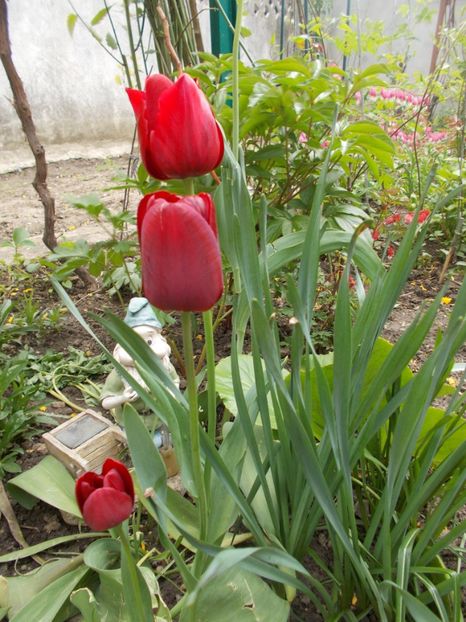  - Gradina mea 2017