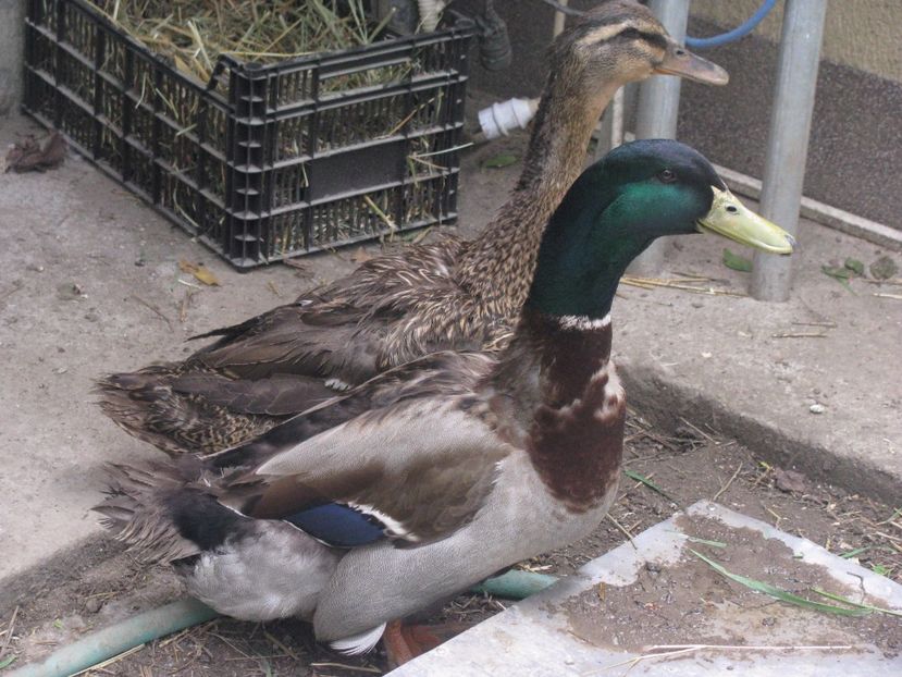 30.04.2017 010 - RATE ROUEN 2