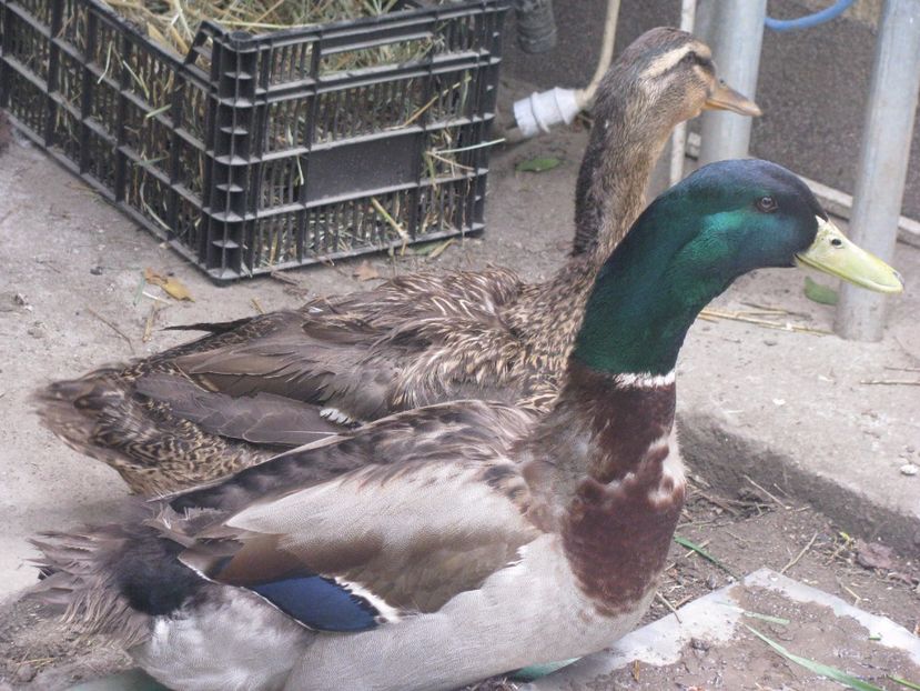 30.04.2017 011 - RATE ROUEN 2