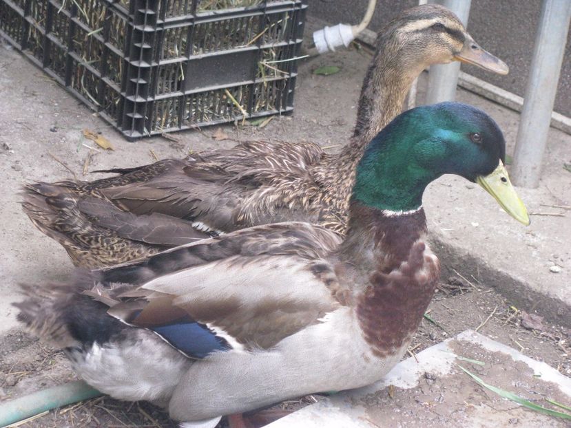 30.04.2017 013 - RATE ROUEN 2