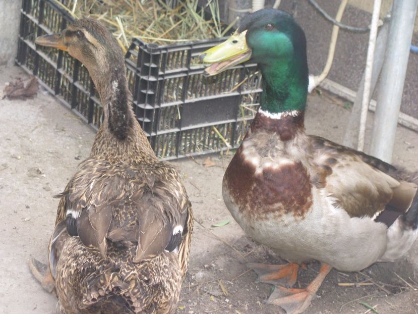 30.04.2017 016 - RATE ROUEN 2