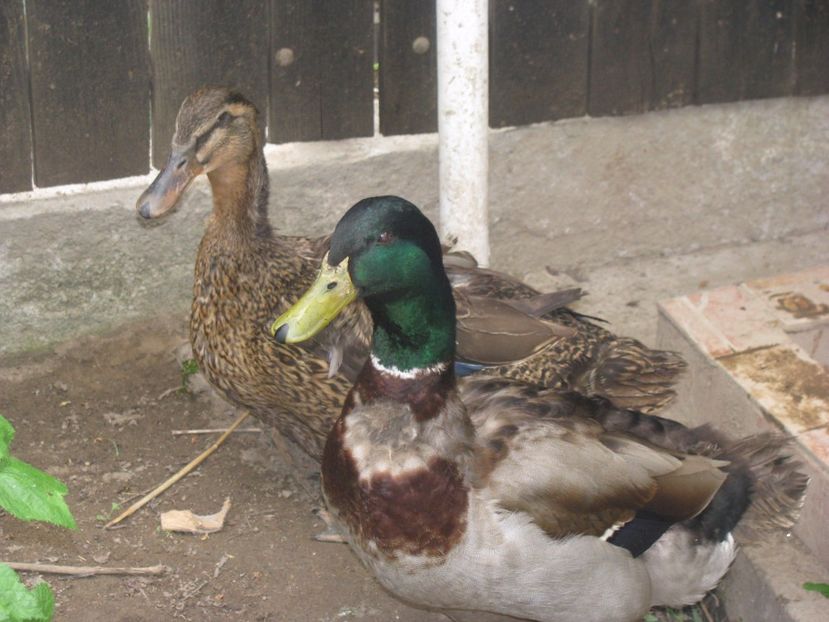 2017 011 - RATE ROUEN 2