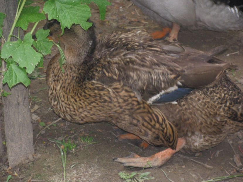 2017 013 - RATE ROUEN 2