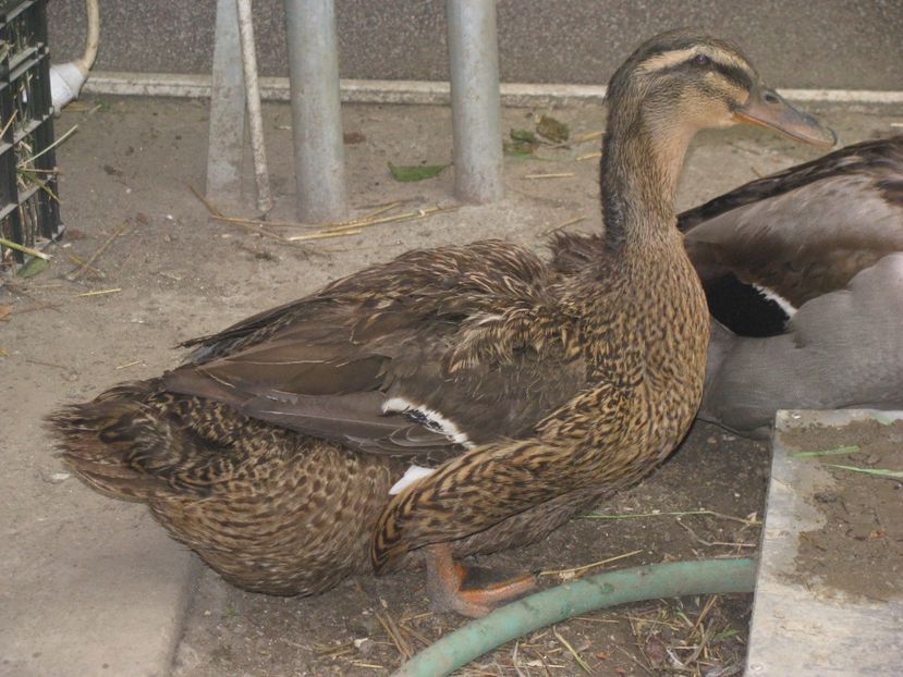 2017 014 - RATE ROUEN 2