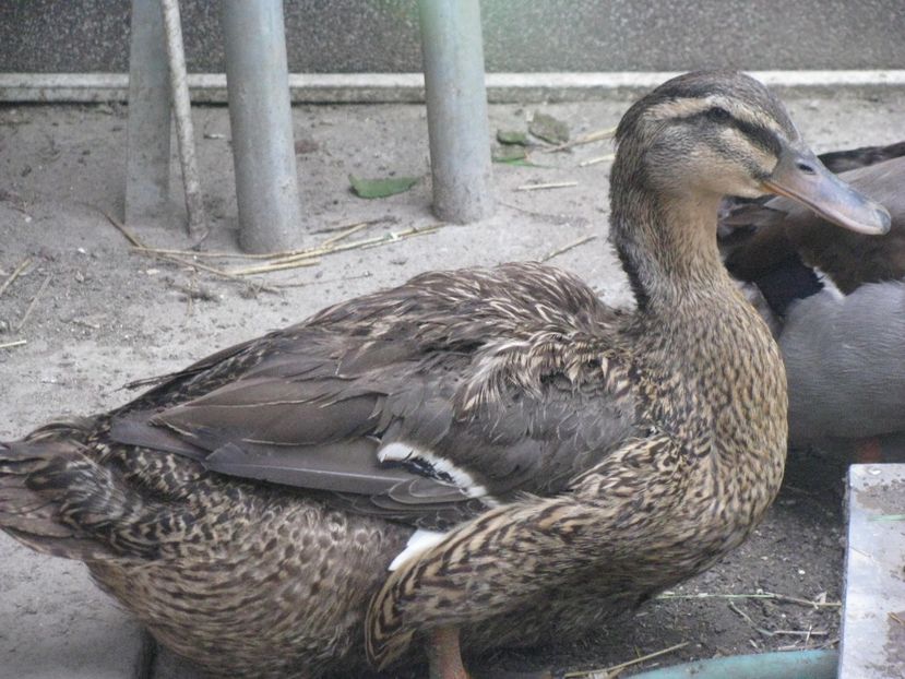 2017 015 - RATE ROUEN 2