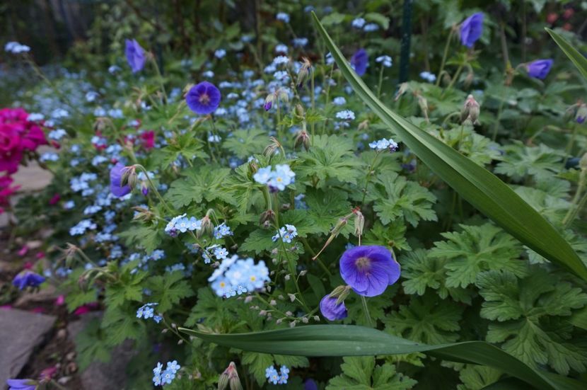  - Geranium si alte perene