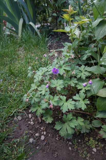 - Geranium si alte perene