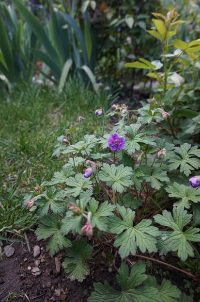  - Geranium si alte perene