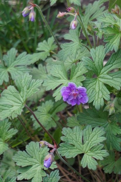  - Geranium si alte perene