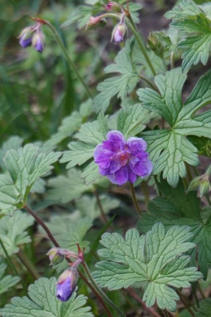  - Geranium si alte perene