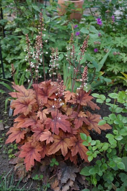  - Heuchera 2017