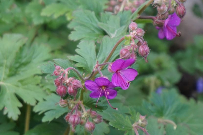 Geranium Cantabrigiense Karmina - Geranium si alte perene