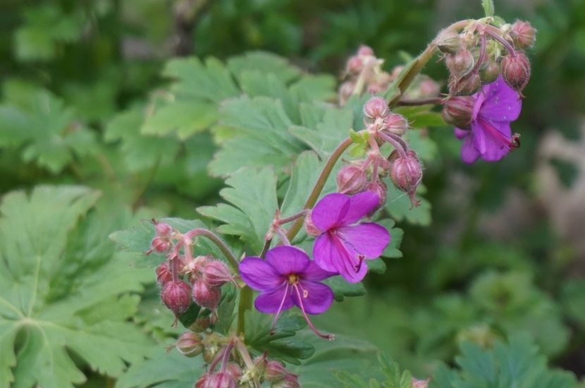  - Geranium si alte perene