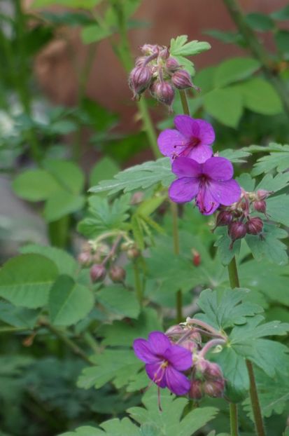 Geranium Cantabrigiense Karmina - Geranium si alte perene