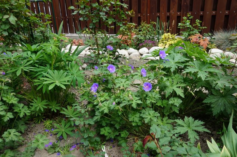  - Geranium si alte perene