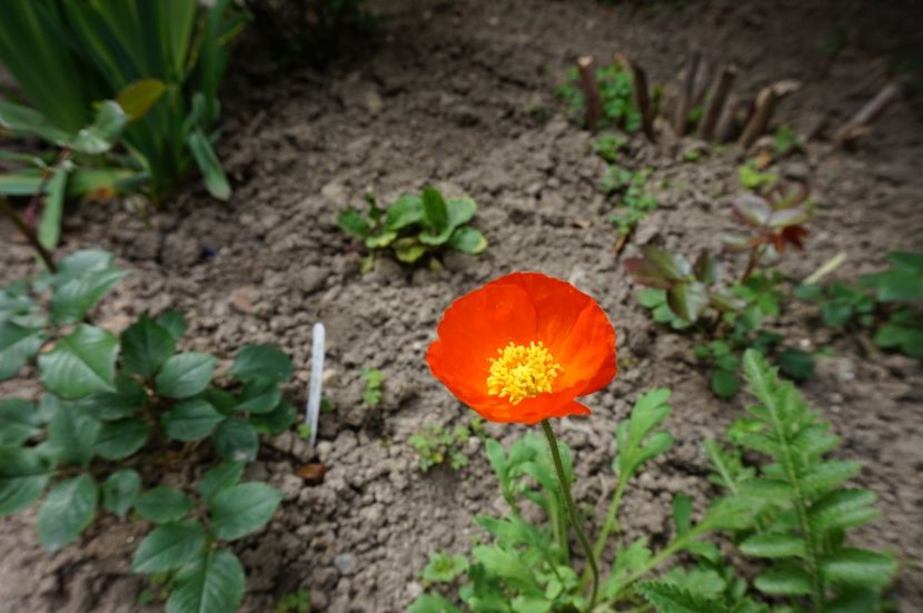  - Geranium si alte perene