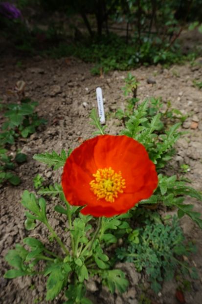  - Geranium si alte perene