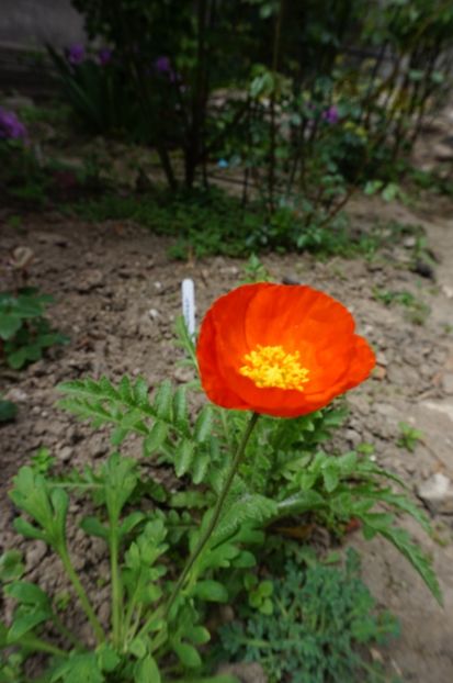  - Geranium si alte perene