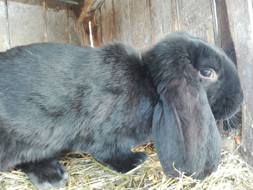 Berbec german pe negru - 04-2017 berbec german pe negru