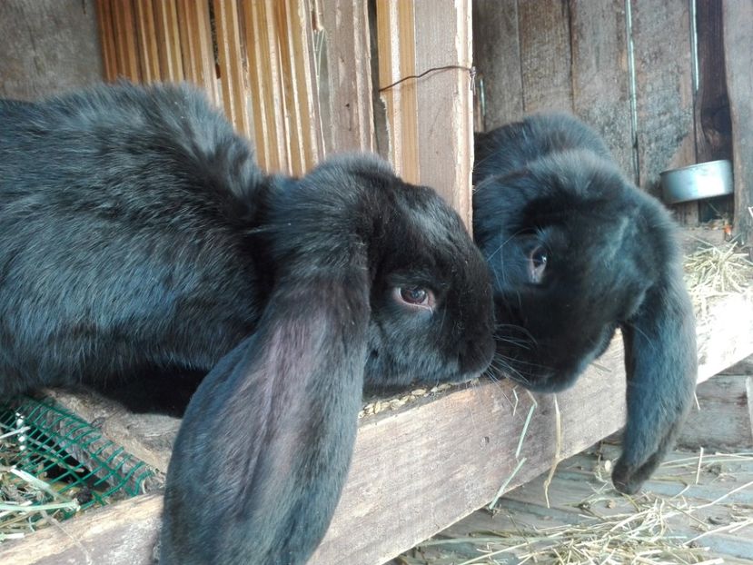  - 04-2017 berbec german pe negru