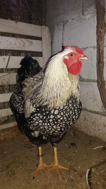  - Wyandotte argintiu matca 2017