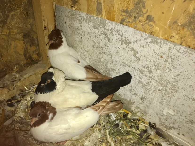 Cap roșu....părinți cap roșu/negru - CALUGARITE GERMANE CAP ROSU PUI 2017