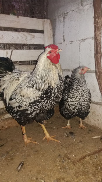  - Wyandotte argintiu matca 2017