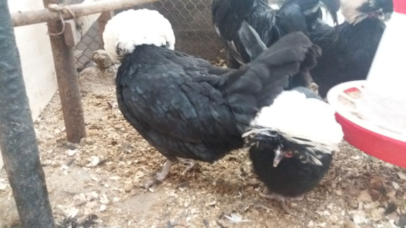  - Motata olandeza neagra cu mot alb matca pentru 2017