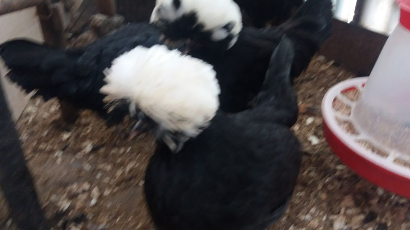  - Motata olandeza neagra cu mot alb matca pentru 2017