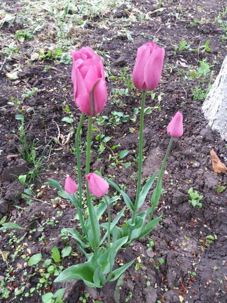  - Achizitii toamna 2016