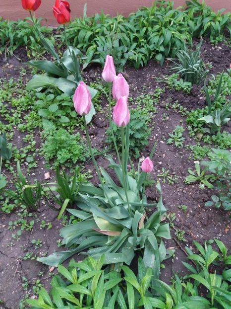  - Achizitii toamna 2016