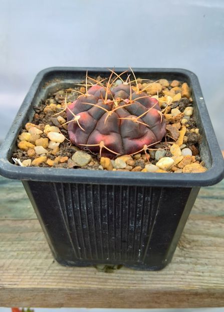 Gymnocalycium damsii v. tucavocense -12lei - Cactusi de vanzare