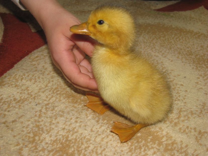 30.04.2017 037 - MACANELE