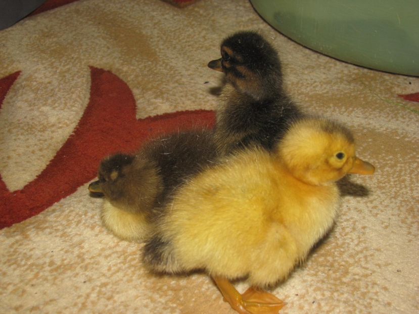 30.04.2017 039 - MACANELE