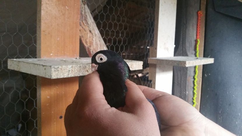  - S- O vizita in Crescatoria Scutea Ovidiu Sibiu