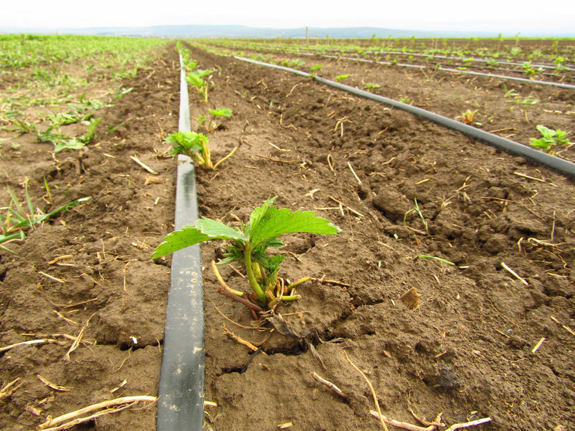 30april 2017 009 - o - Capsuni