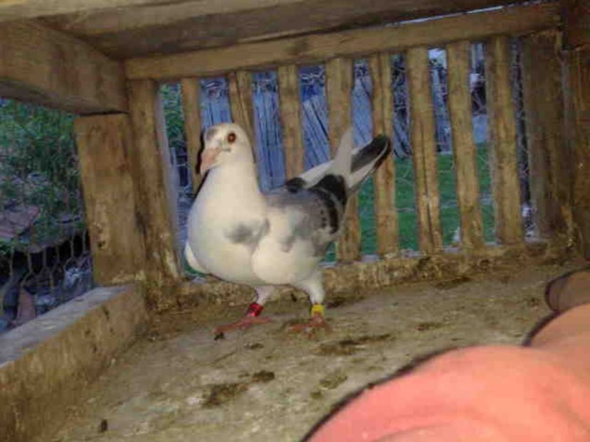  - Pui 2017-2018 -2019-2020 -2021-matca-doici-vind aproape tot lotul